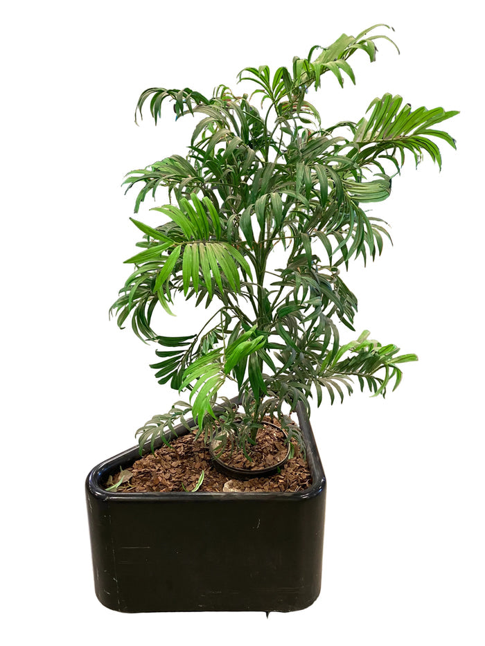 Fake Houseplant