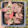 Faucaria tigrina Tiger Jaws succulent in square pot.