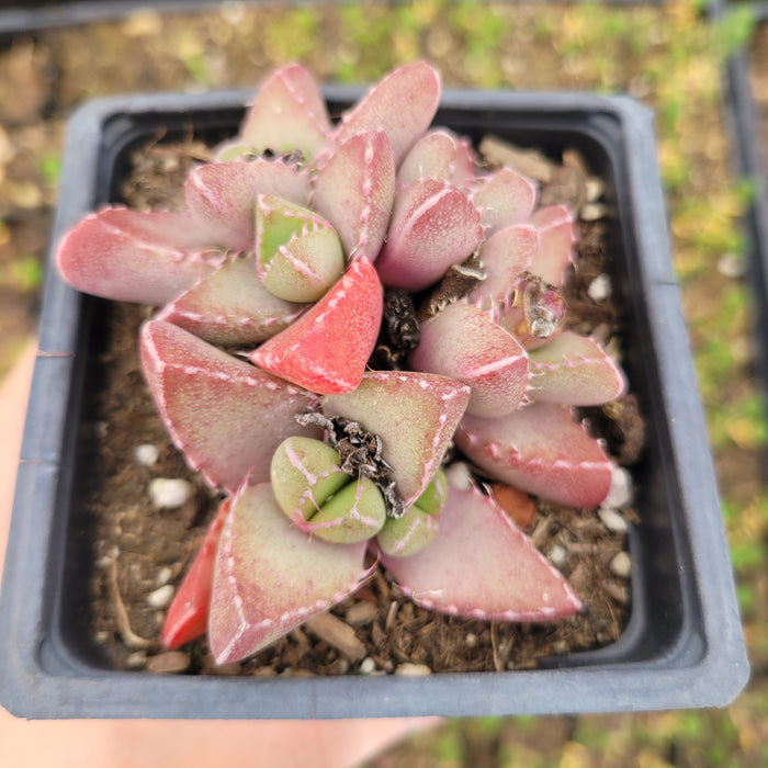 Tiger Jaws succulent in black nursery pot.