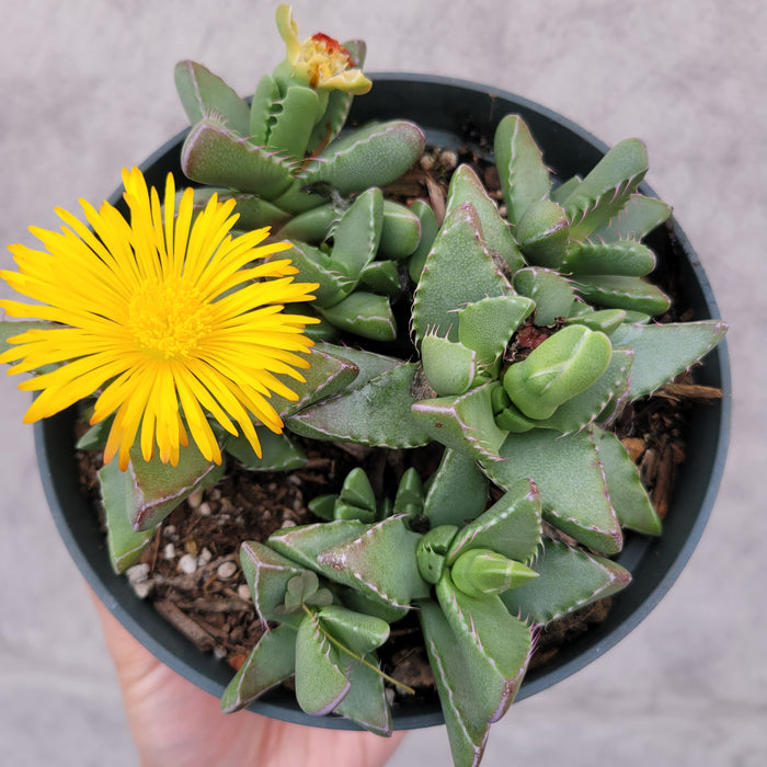 Faucaria tigrina 'Tiger Jaws' succulent with yellow bloom.