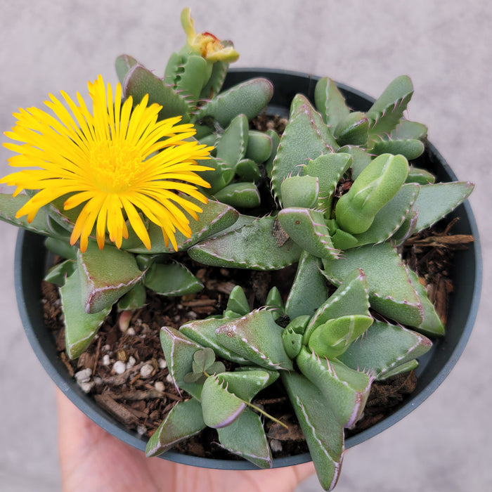 Faucaria tigrina Tiger Jaws succulent with yellow bloom.