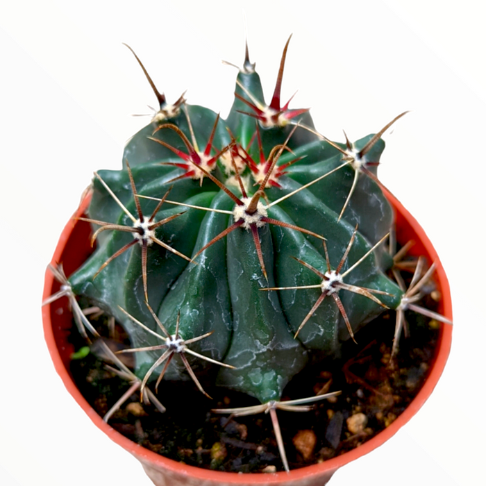 Devil's Tongue Barrel Cactus in orange pot.