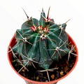 Devil's Tongue Barrel Cactus in orange pot.