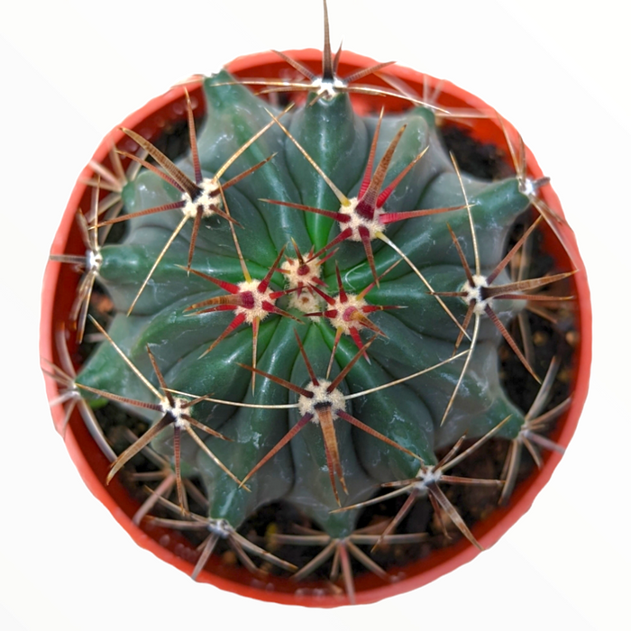 Ferocactus latispinus Devil's Tongue Barrel Cactus in nursery pot.
