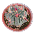 Ferocactus Macrodiscus Small Barrel Cactus, bluish-green with starburst spines.