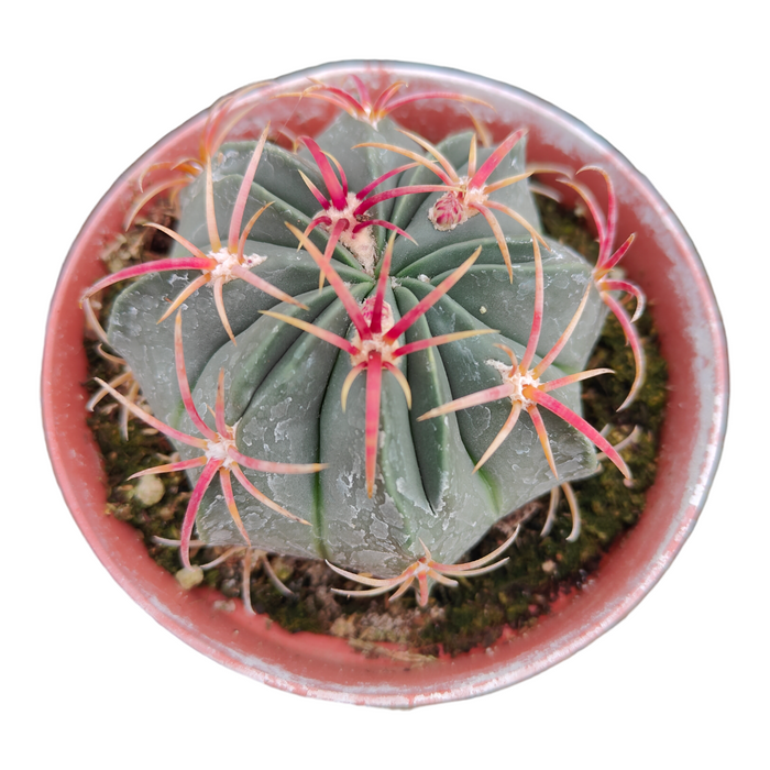 Ferocactus Macrodiscus Small Barrel Cactus, bluish-green with starburst spines.