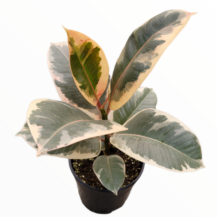 Ficus elastica Ruby, variegated rubber plant, glossy mottled leaves.