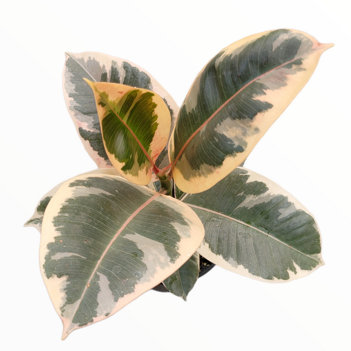 Ficus elastica Ruby variegated rubber tree in pot.