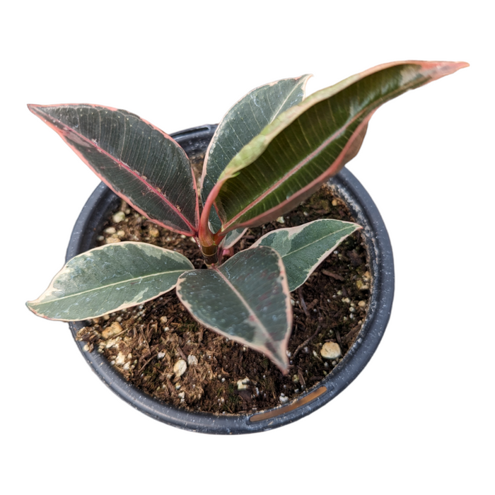 Ficus elastica Ruby with variegated, glossy leaves.