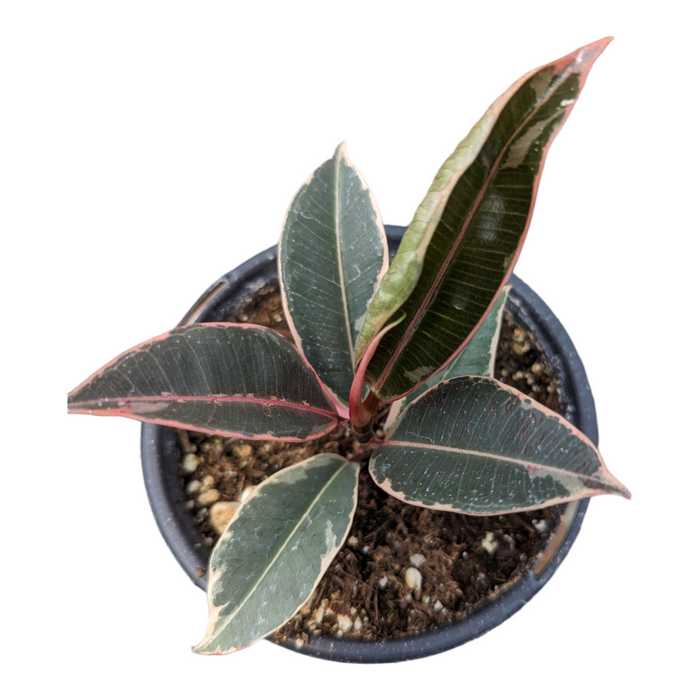 Ficus elastica Ruby in nursery pot, variegated leaves.