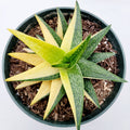 Gasteraloe 'Green Gold' Variegated succulent in a nursery pot.