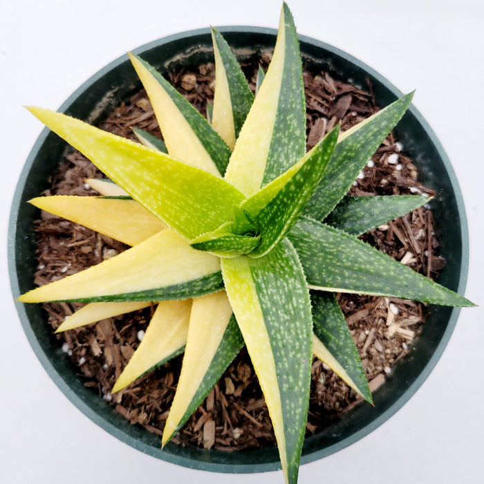 Gasteraloe 'Green Gold' Variegated succulent in a nursery pot.