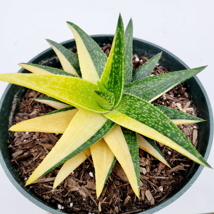 Gasteraloe 'Green Gold' variegated succulent in round nursery pot.