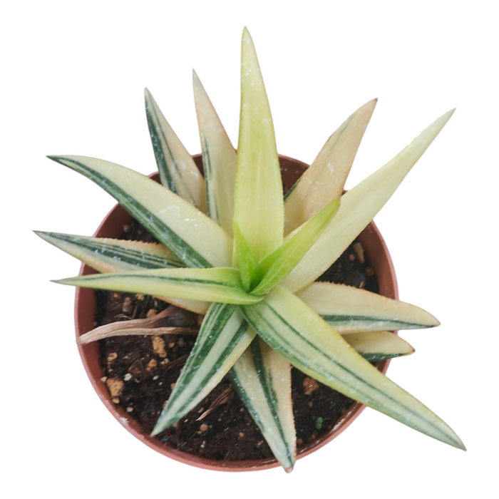 Gasteraloe 'Green Gold' variegated succulent in potting soil.