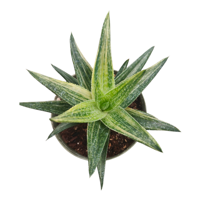 Gasteraloe 'Green Gold' Variegated succulent in a round planter.