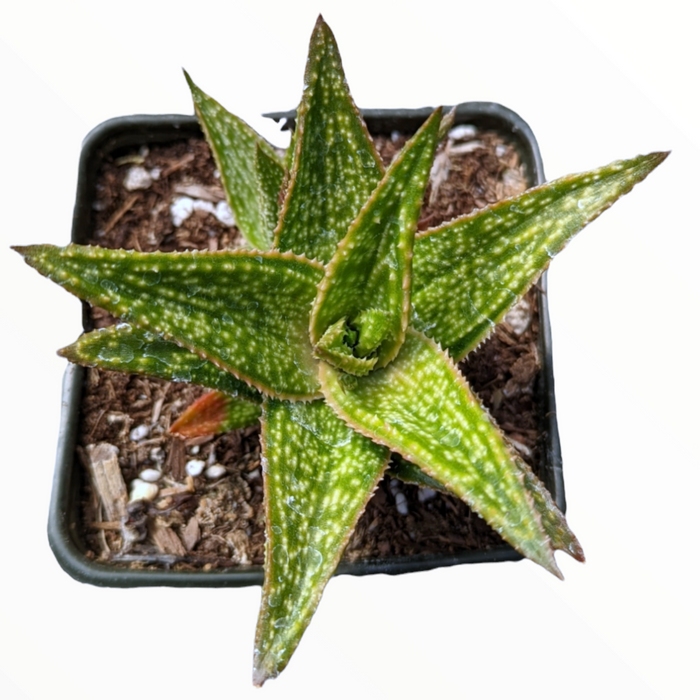 Gasteraloe 'Green Gold' in a square pot with chunky mix.