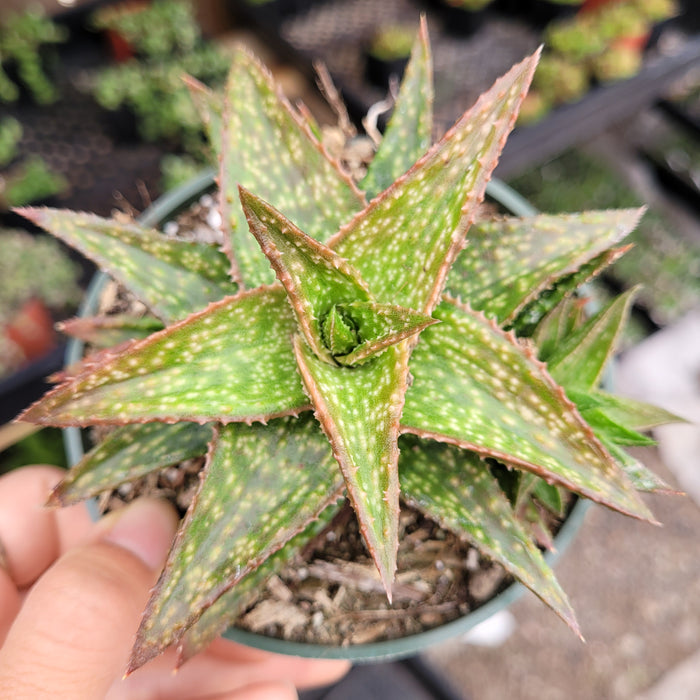 Gasteraloe 'Green Gold' succulent in pot.