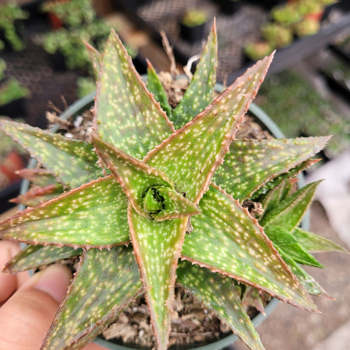 Gasteraloe 'Green Gold' in pot with stiff, spotty leaves.
