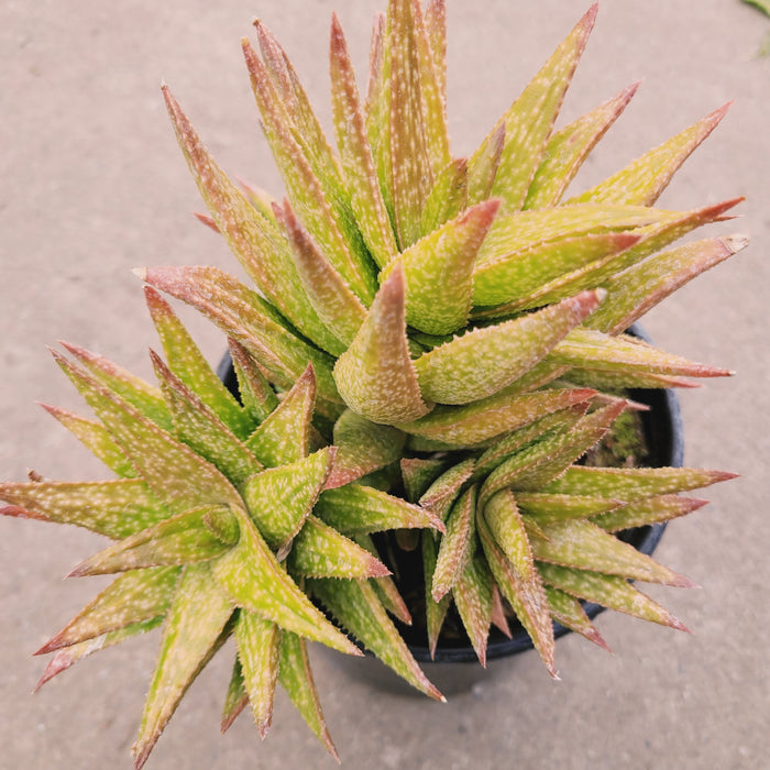 Gasteraloe 'Green Gold' in black pot, aloe-type rosettes.