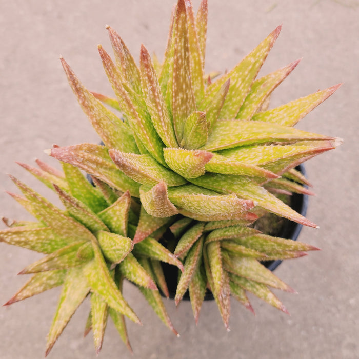 Gasteraloe 'Green Gold' succulent close-up.