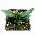Gasteria carinata Bredasdorp in square pot with mixed media.