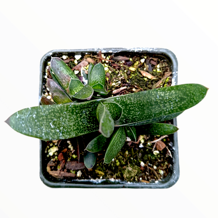 Gasteria carinata Bredasdorp in nursery pot.