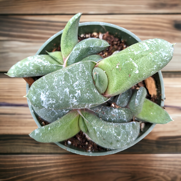 Gasteria glomerata succulent in nursery pot on wood surface.