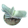 Gasteria glomerata succulent in pot.
