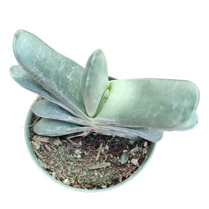 Gasteria glomerata succulent in pot.