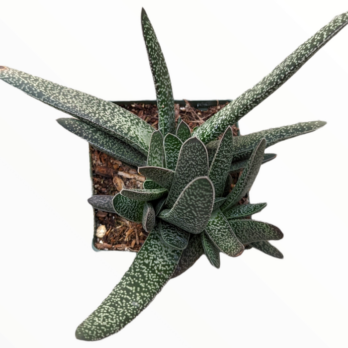 Gasteria maculata succulent in square nursery pot.
