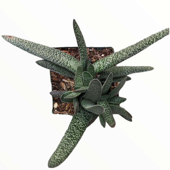 Gasteria maculata in a square pot with white-speckled green leaves.