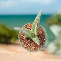 Gasteria sp succulent in nursery pot by ocean backdrop.