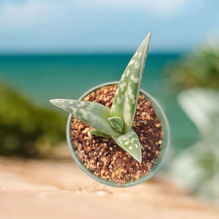 Gasteria sp succulent in nursery pot by ocean backdrop.