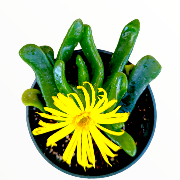 Glottiphyllum longim succulent with green leaves and yellow bloom.