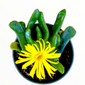 Glottiphyllum longim succulent with green leaves and yellow bloom.