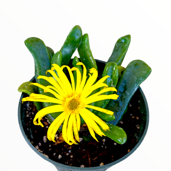 Glottiphyllum longim with yellow daisy-like flower.