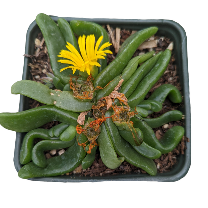 Glottiphyllum longim with green leaves, yellow flower.