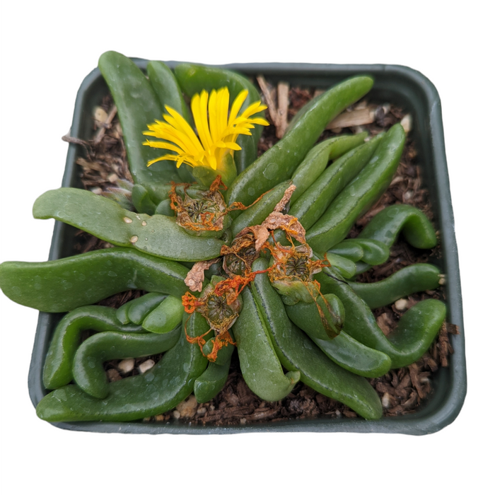 Glottiphyllum longim with yellow bloom in a square pot.