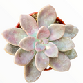 Graptopetalum Murasaki succulent with pastel leaves.
