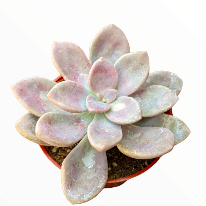 Graptopetalum Murasaki succulent in nursery pot, top view.