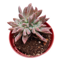 Graptopetalum paraguayense Blue Haze Crest in red nursery pot.