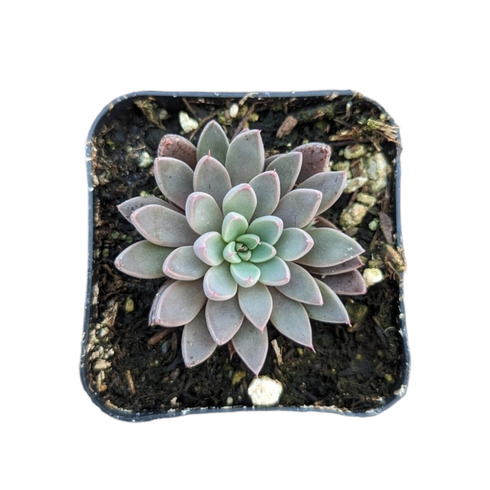Graptopetalum Rusbyi succulent in square nursery pot.