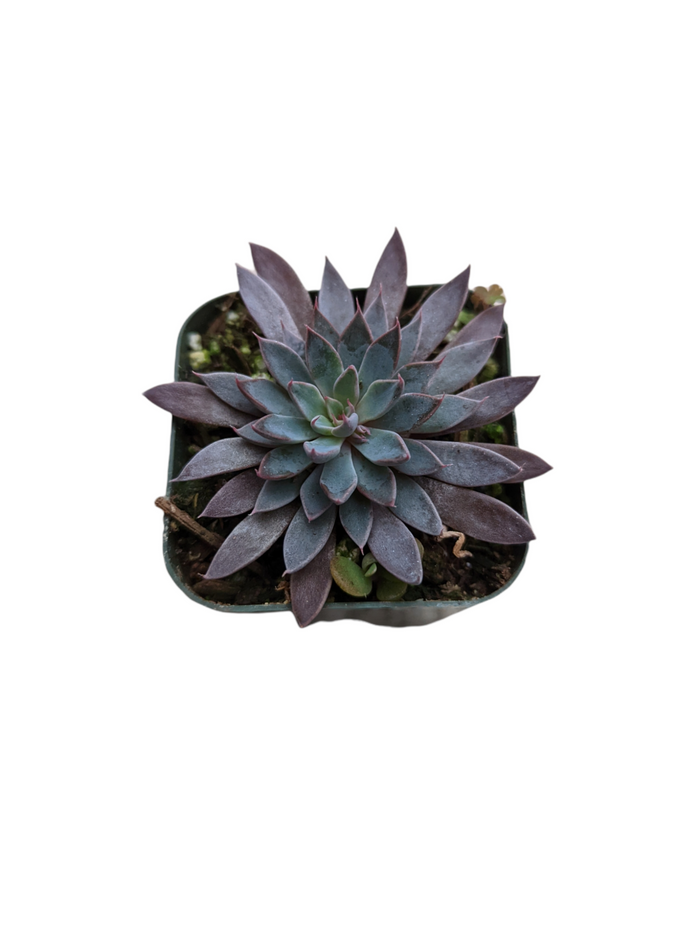 Graptopetalum Rusbyi in a square nursery pot.