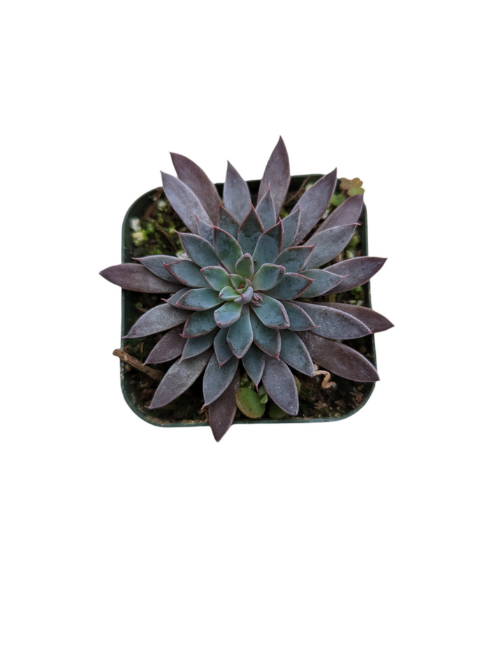 Graptopetalum Rusbyi succulent in square pot, top view.