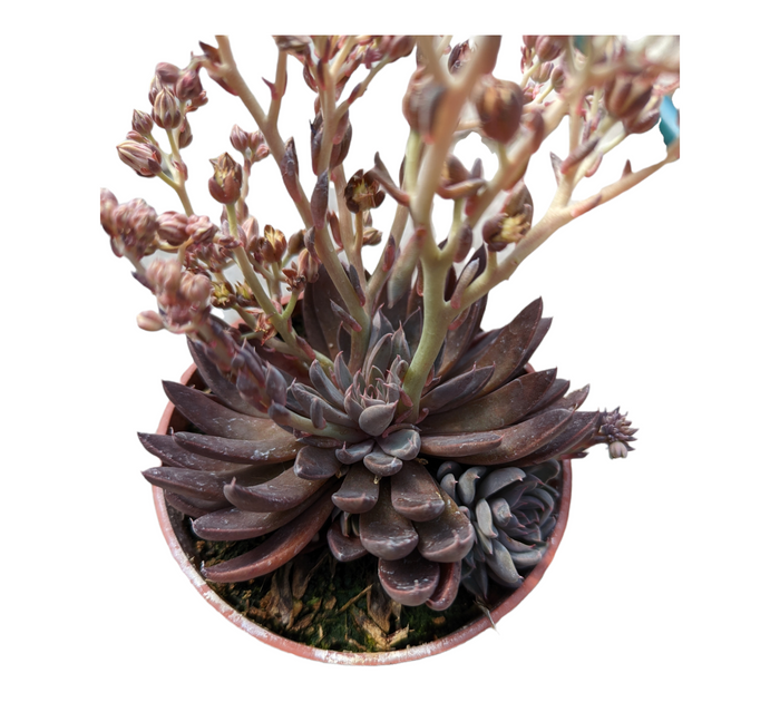 Graptopetalum Rusbyi with dark rosettes and flower stalks.