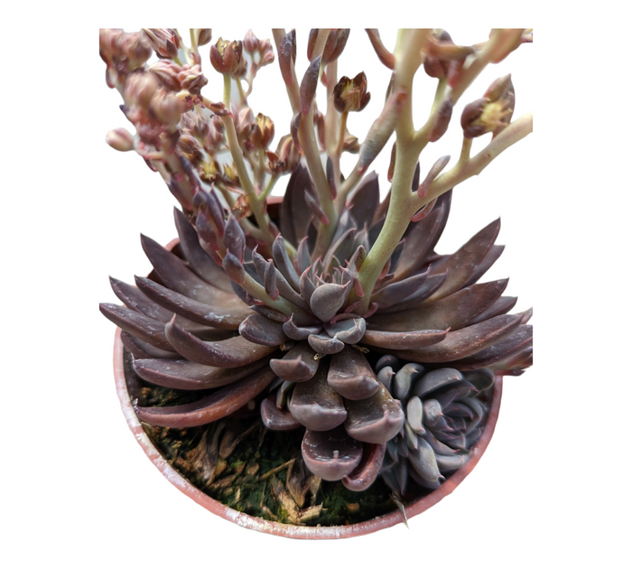 Graptopetalum Rusbyi in terracotta pot with flowering stalks.