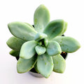 Graptosedum Blue Giant succulent in dark pot, top-view.