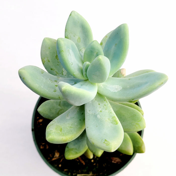 Graptosedum Blue Giant succulent in a nursery pot.