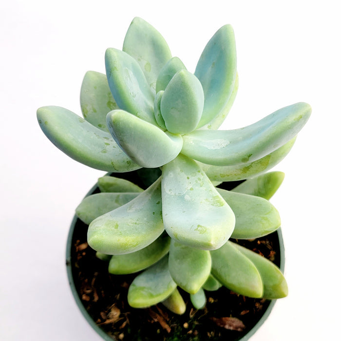 Graptosedum Blue Giant succulent in nursery container.