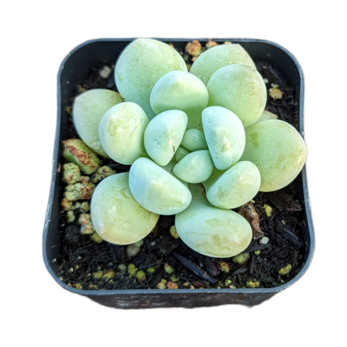 Graptosedum Miul succulent in square plastic pot.